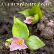 Trillium hibbersonii