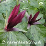 Trillium kurabayashi