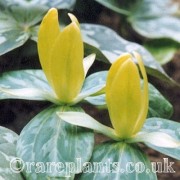 Trillium luteum