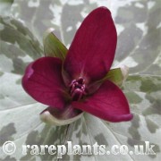 Trillium maculatum