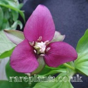 Trillium miyabeanum