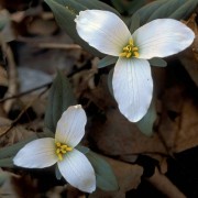 Trillium nivale
