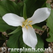 Trillium ovatum