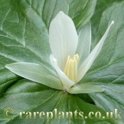 Trillium parviflorum