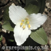 Trillium pusillum