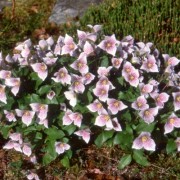 Trillium rivale Purple Heart