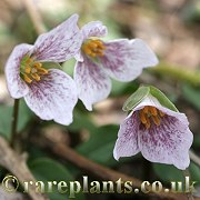 Trillium rivale