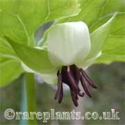 Trillium rugelii