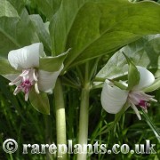 Trillium rugelii Orchard Pink