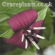 Trillium rugelii x vaseyi