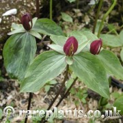 Trillium sessile