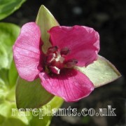 Trillium smallii