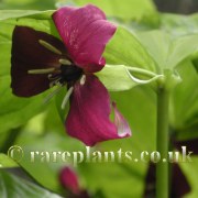 Trillium vaseyi Horizontal form