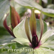 Trillium viridescens