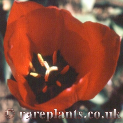 Tulipa aximensis