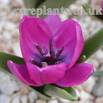 Tulipa humilis Rudbar