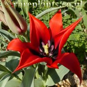 Tulipa micheliana