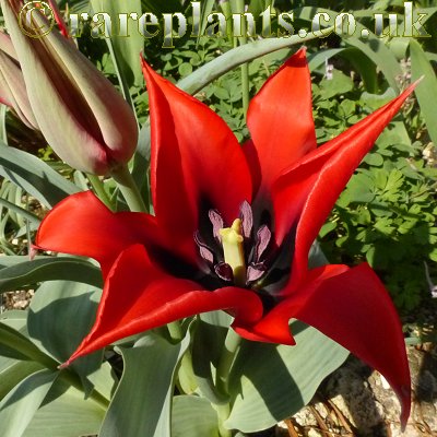 Tulipa micheliana