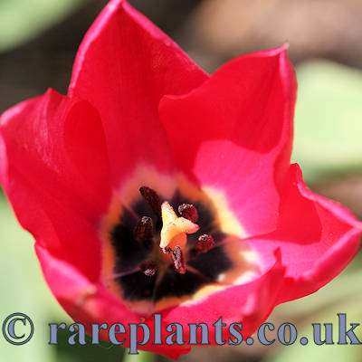 Tulipa montesandrei