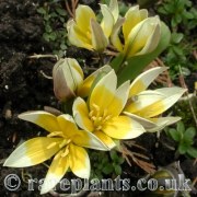 Tulipa neustreuvae