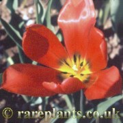 Tulipa planifolia