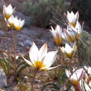 Tulipa polychroma