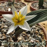 Tulipa regelii