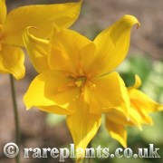 Tulipa sylvestris Tabriz