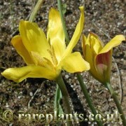 Tulipa tetraphylla