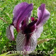 Iris darwasica